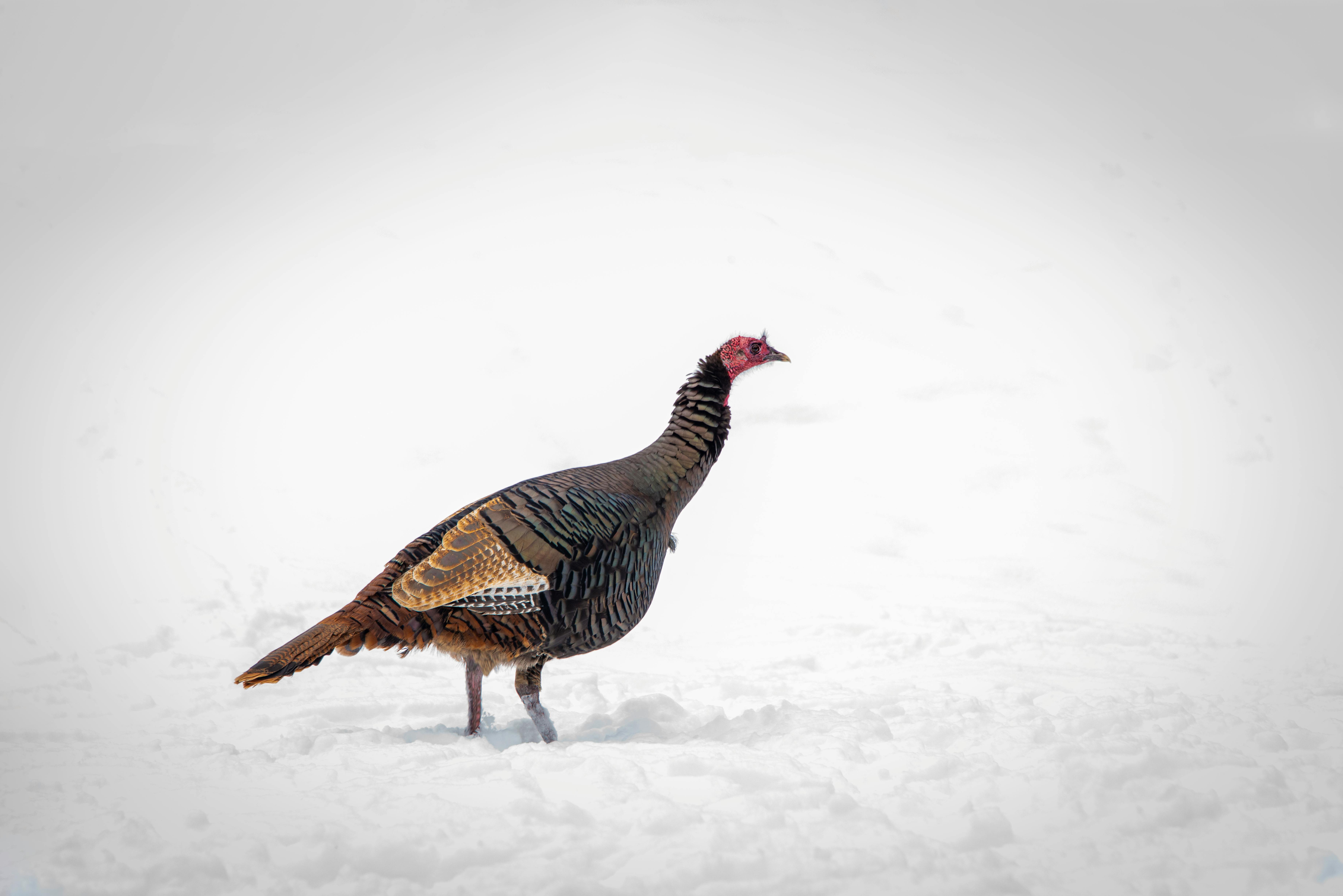 Tapering Off Weed vs. Quitting Cold Turkey